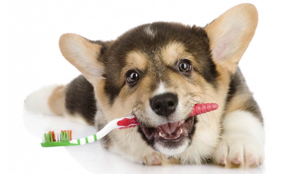 Il miglior dentifricio per cani