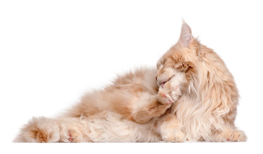Il miglior shampoo per gatti – Ecco i fantastici cinque