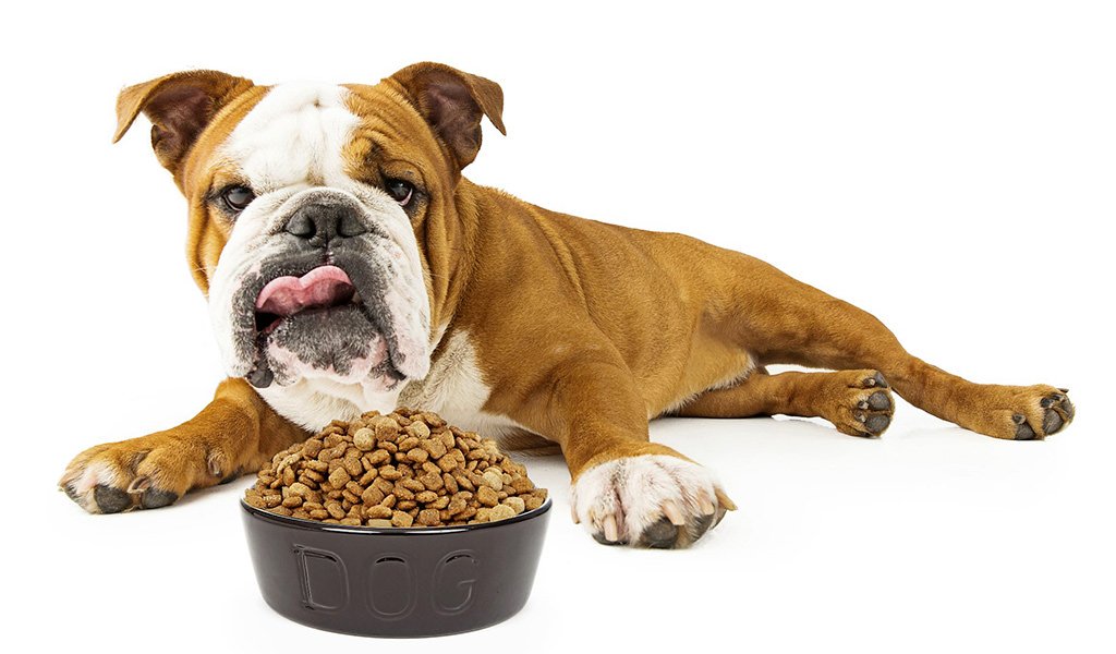 Le migliori crocchette per un Bulldog Inglese: indicazioni per la corretta alimentazione e per farlo rimanere in salute