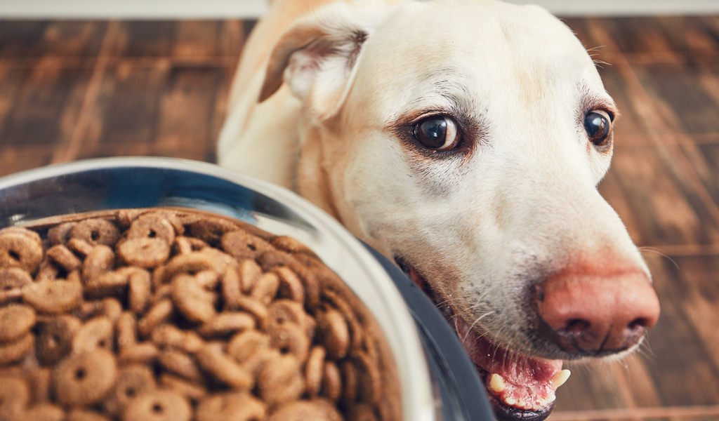 Il miglior cibo per un Labrador: classifica e consigli utili per l'acquisto