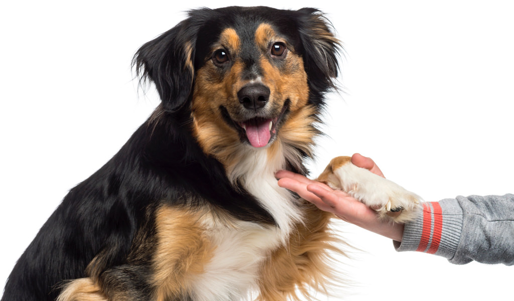 Guida pratica per la cura delle zampe del cane: 7 cose che devi sapere