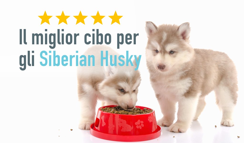 Il miglior cibo per gli Siberian Husky: consigli nutrizionali e alimenti migliori