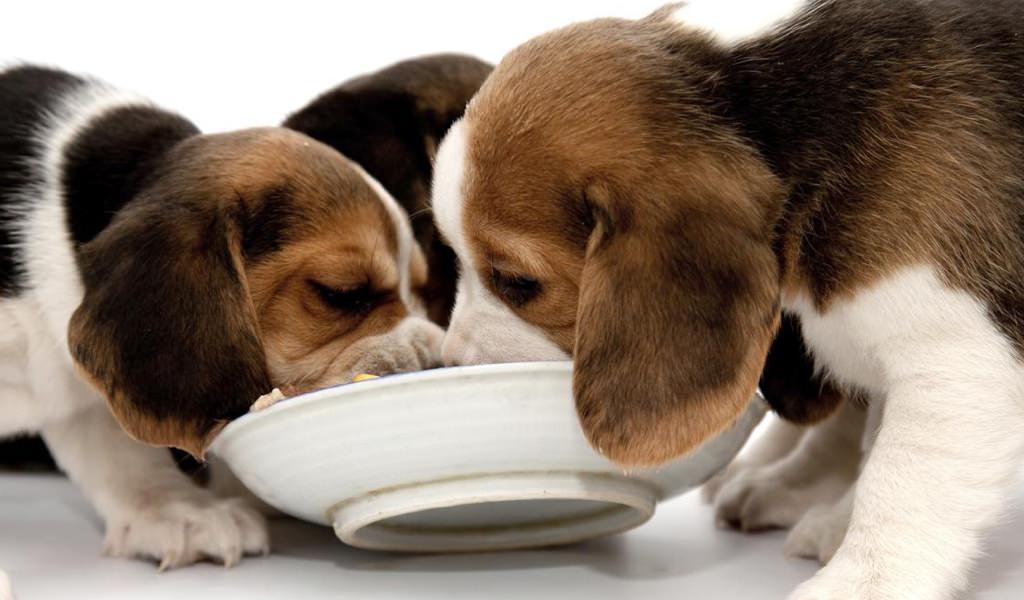 Il miglior cibo per i Beagle: dieta con tante proteine e pochi carboidrati