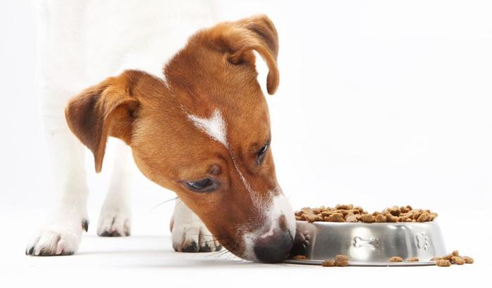 I 10 migliori mangimi Grain Free per cani