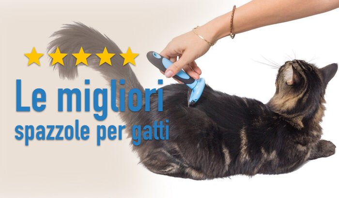 Le migliori spazzole per gatti: classifica, recensioni e prezzi migliori