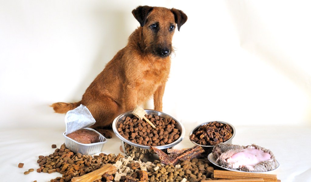 Alimentazione del cane: guida veterinaria completa