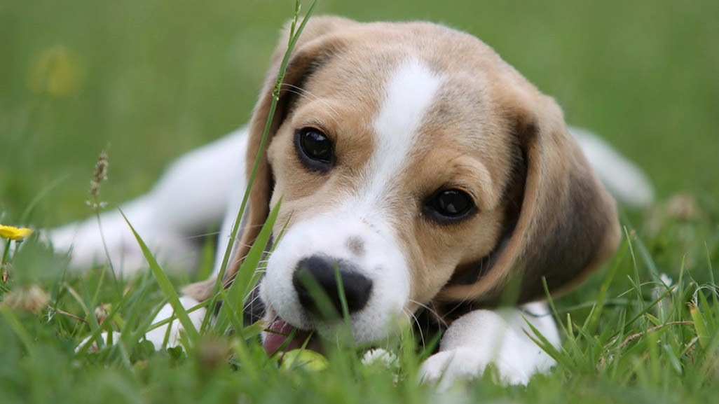 Requisiti nutrizionali dei Beagle