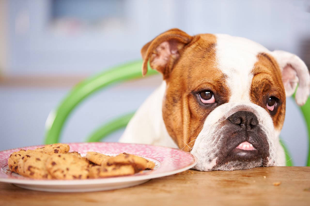 Bulldog mangia biscottini