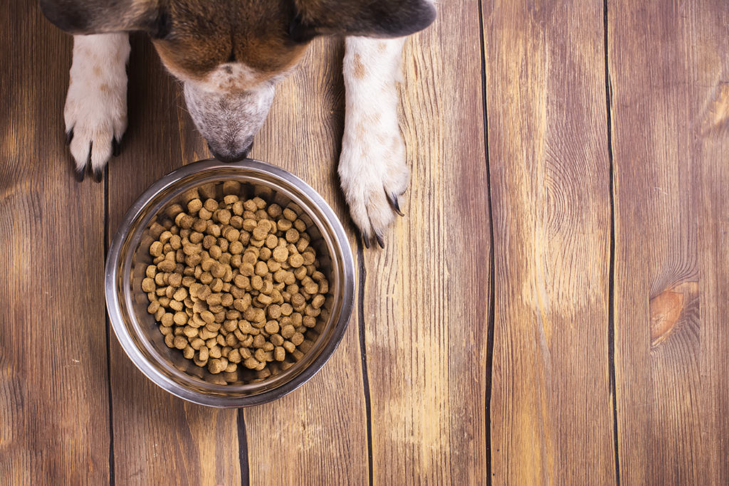 Quanto dare da mangiare ad un cucciolo di cane?