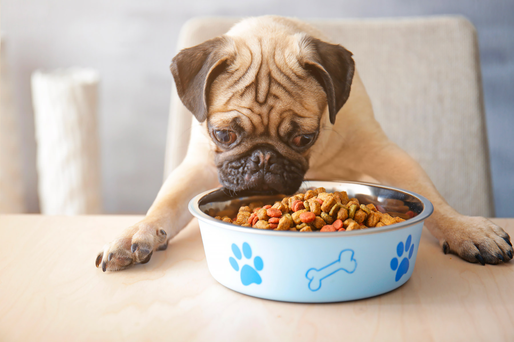 ingredienti da evitare nel cibo per cani