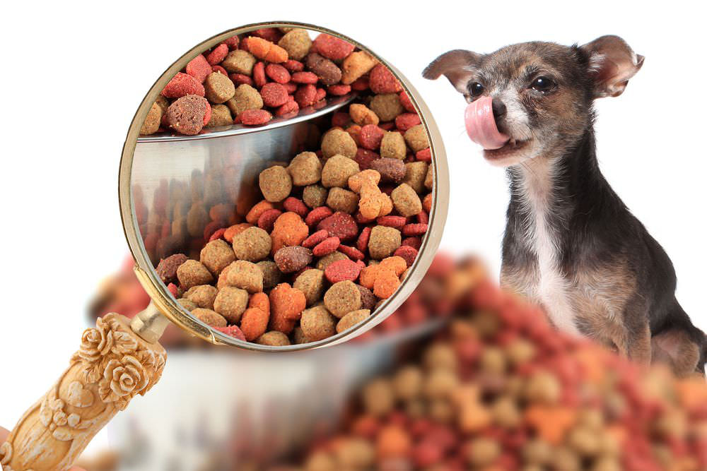 chihuahua: ingredienti da cercare nel cibo per cani