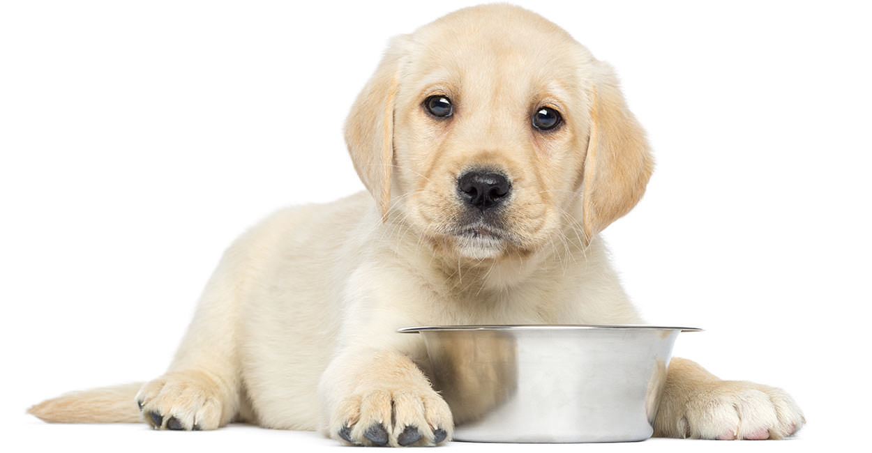 Il cibo migliore per i cuccioli di Golden Retriver