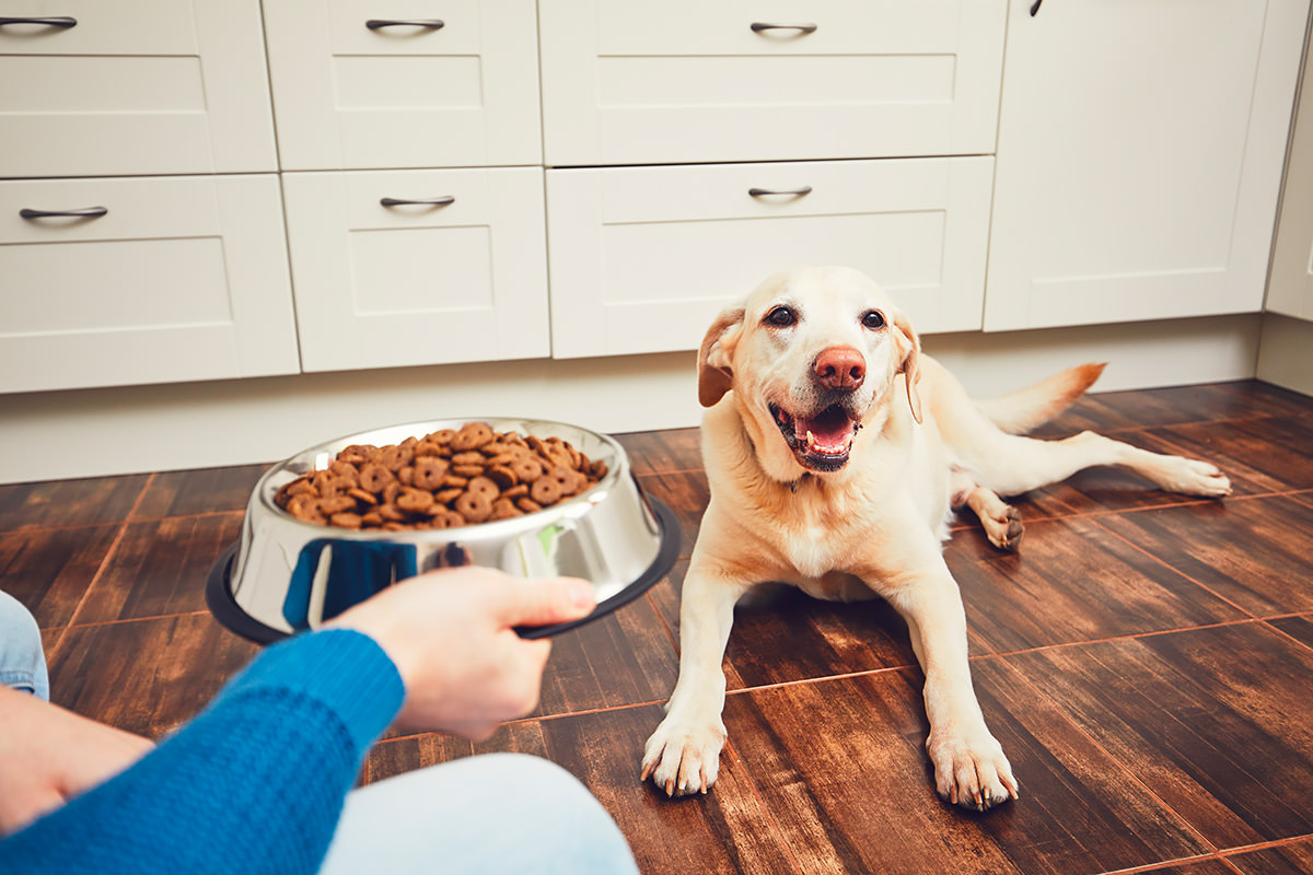 prodotti ideali per soddisfare le esigenze nutrizionali del vostro Labrador