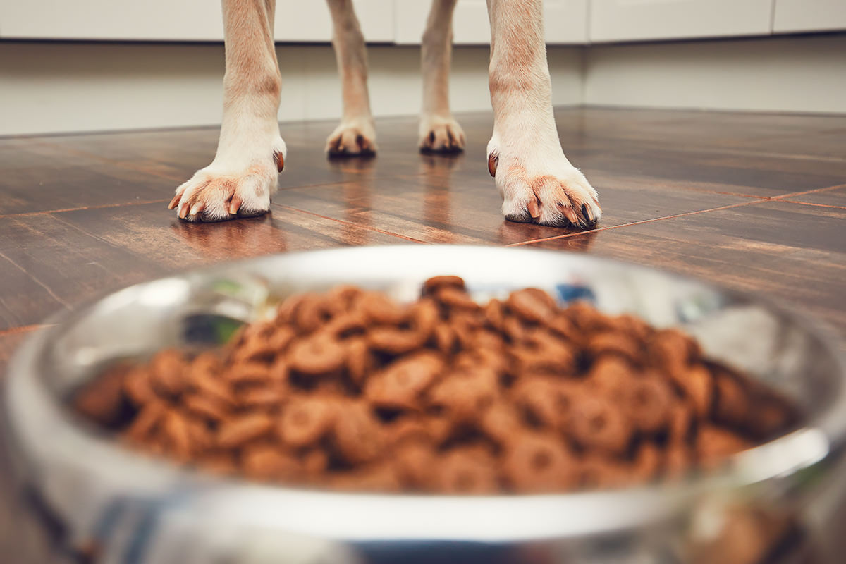 alimenti secchi più consigliati
