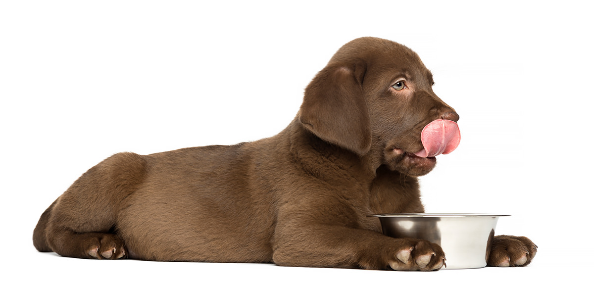 Alimenti per cuccioli di Labrador