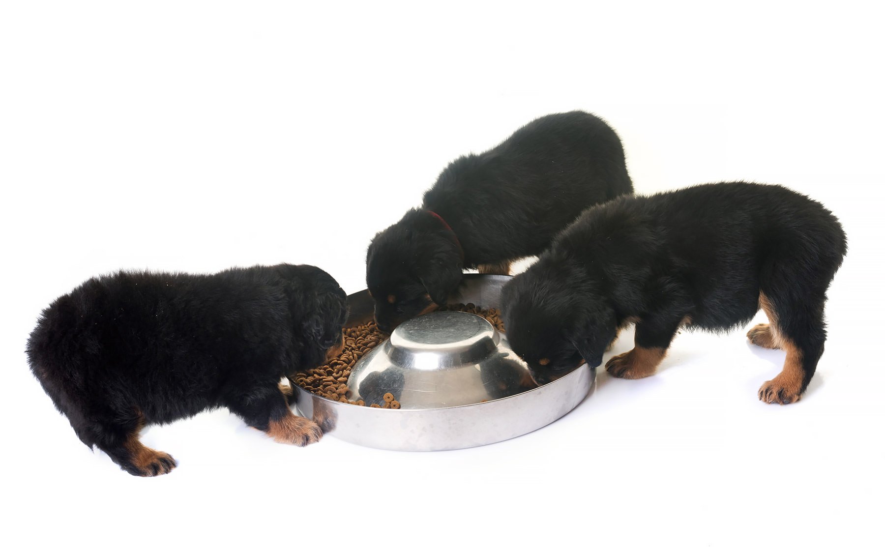 cuccioli di rottweiler che mangiano