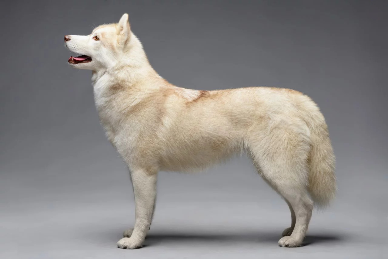 Siberian husky bianco
