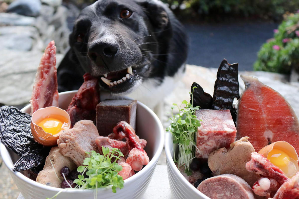 proteine nel cibo per cani