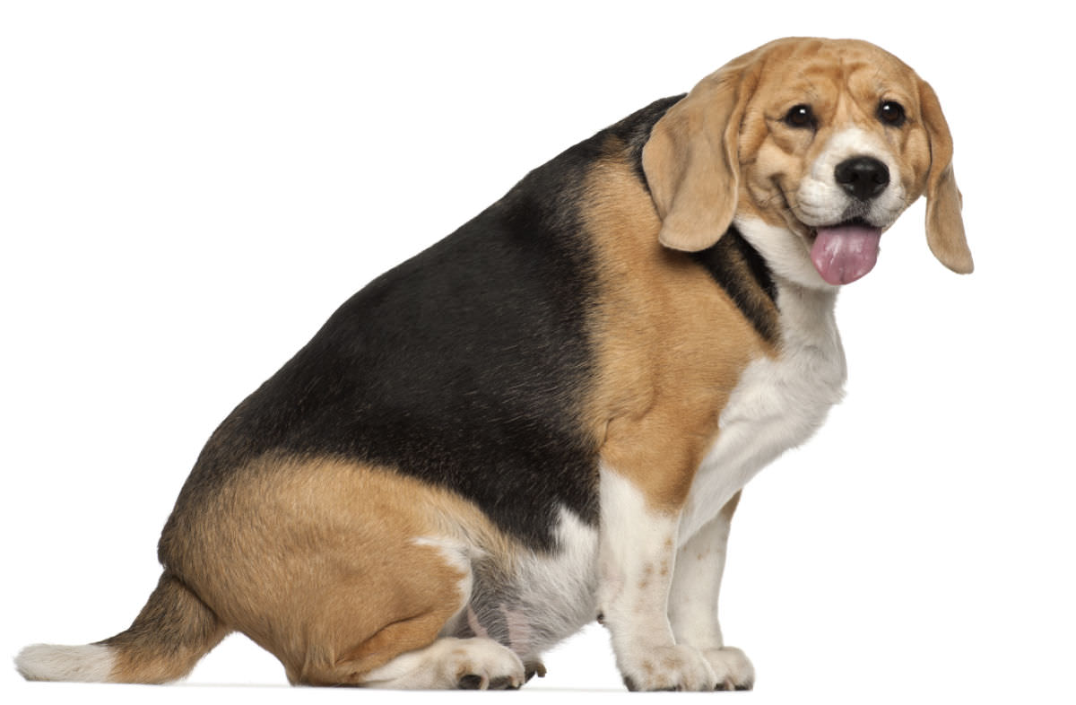 beagle in sovrappeso