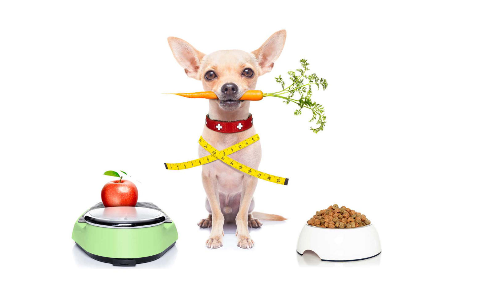 migliore composizione alimentare per cani in sovrappeso