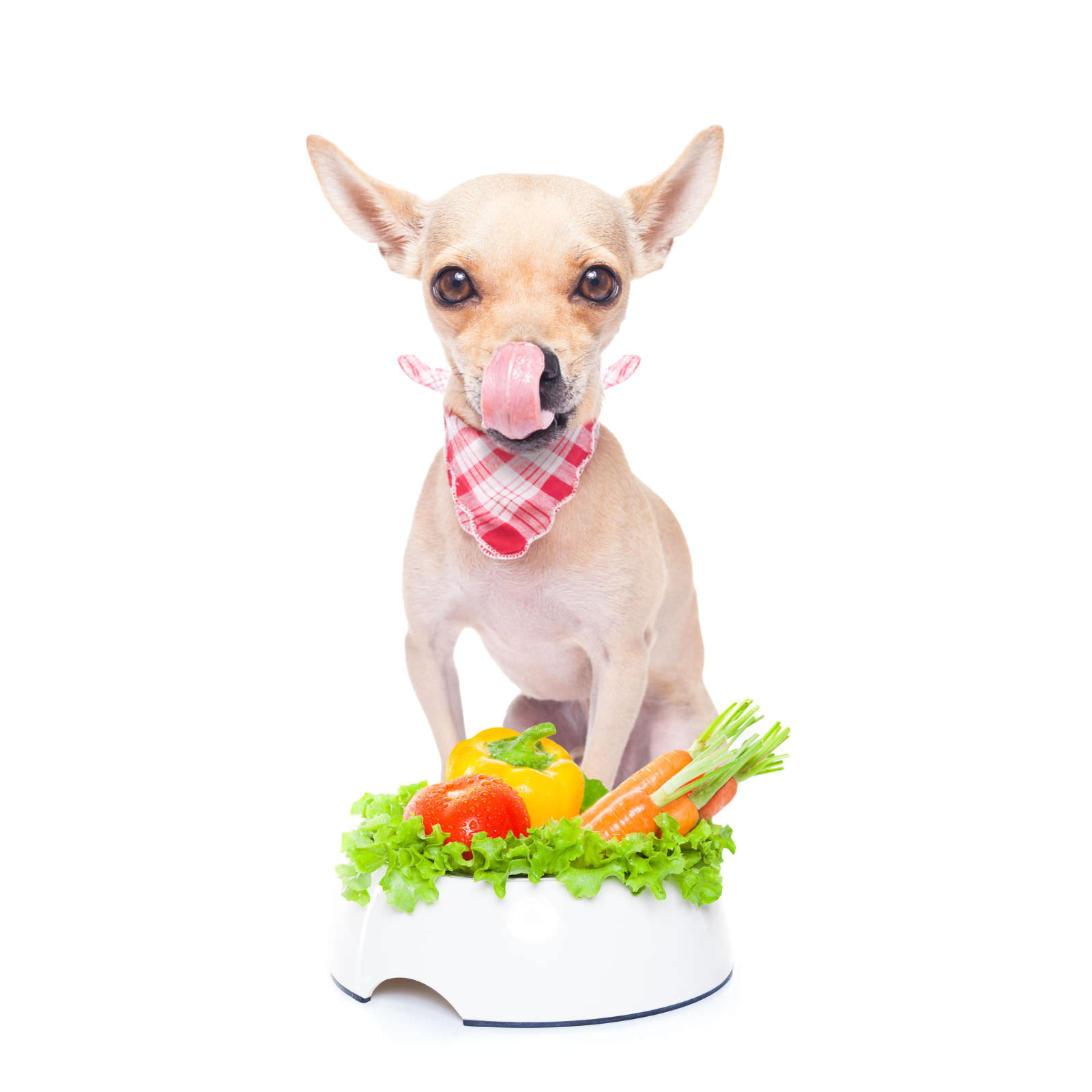 dieta a base di verdure per cani