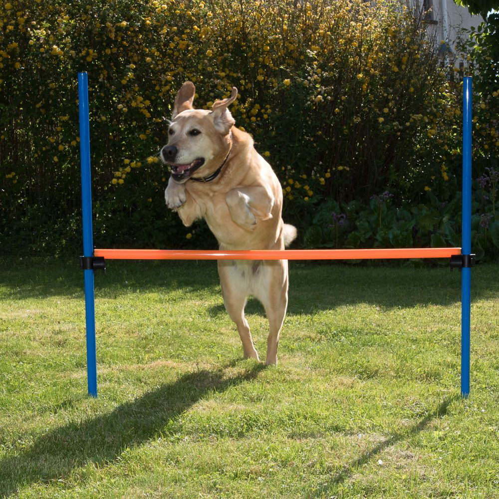 Salto ad ostacoli Agility Fun Sport