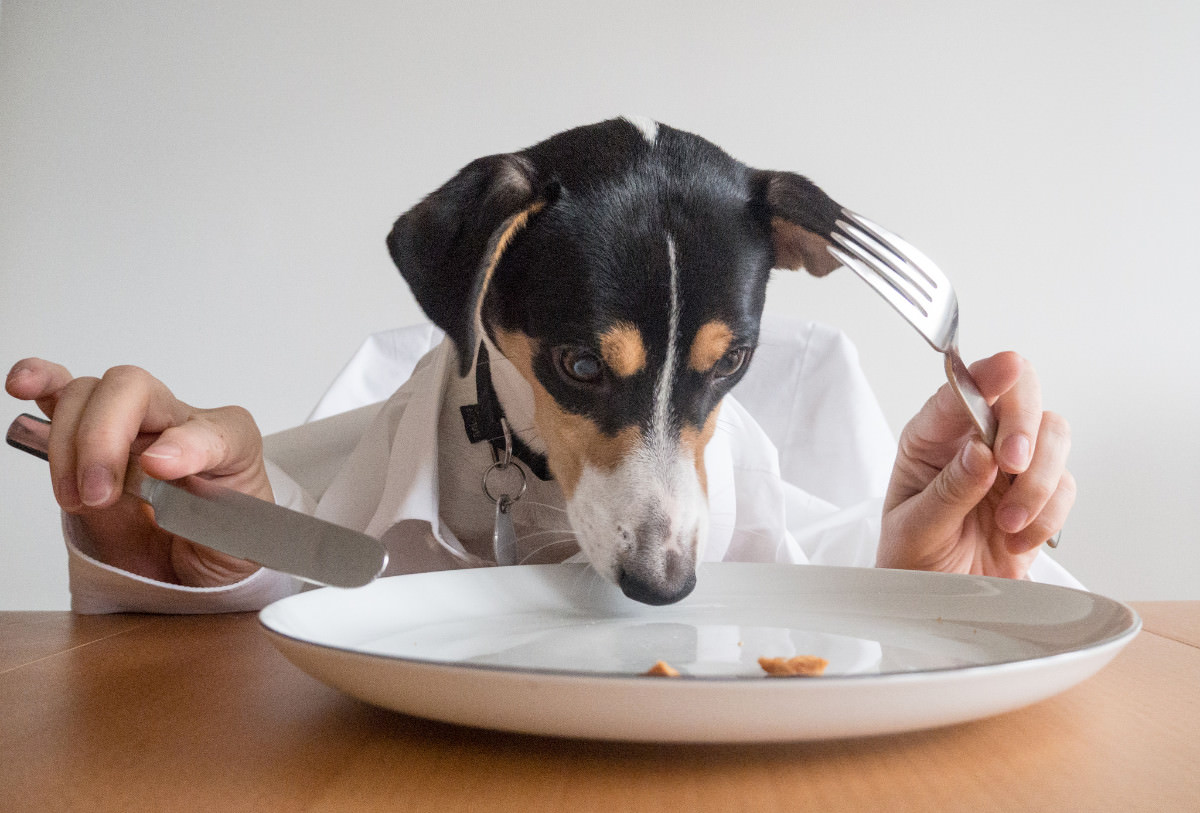 scoprire la sensibilita al glutine nei cani