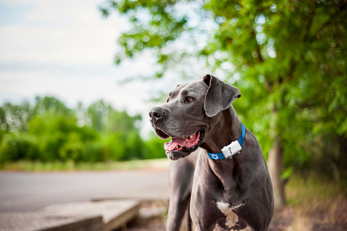 GPS per cani Tractive
