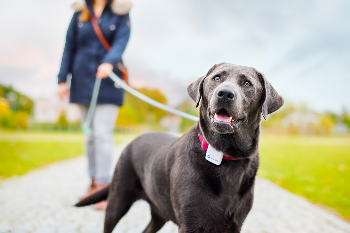 GPS per cani Tractive