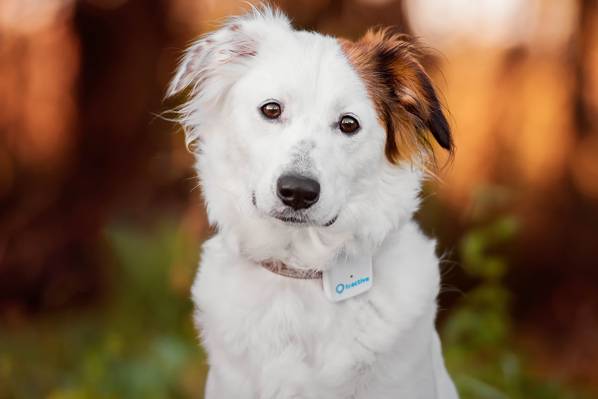 GPS per cani Tractive