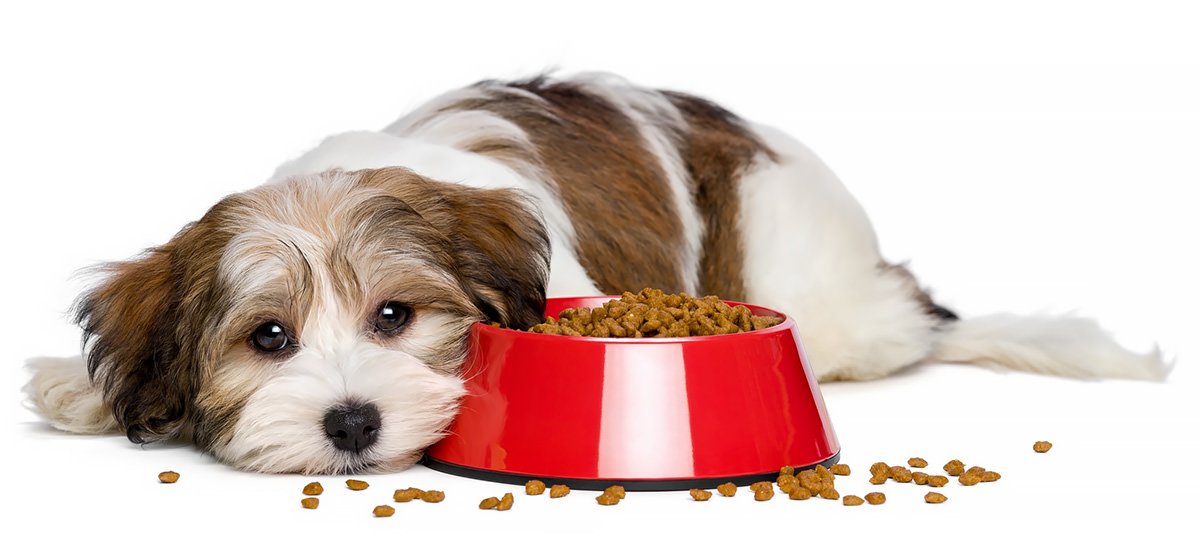 cibo ipoallergenico per cani