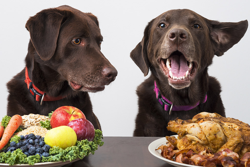 Nutrienti del cibo per cani