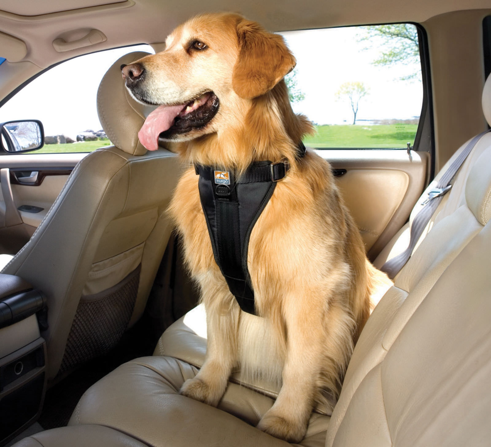 pettorine per cani da usare in auto