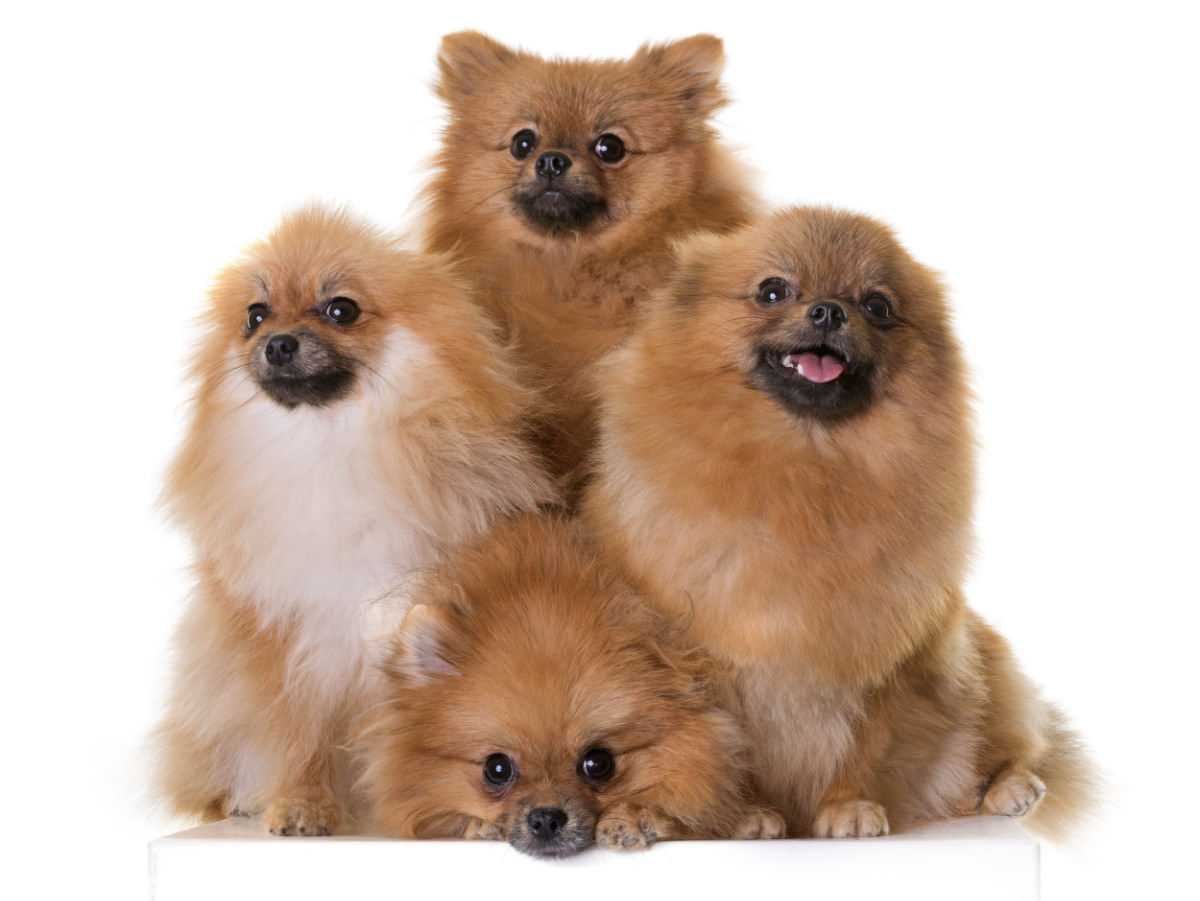 gruppo di cani pomerania