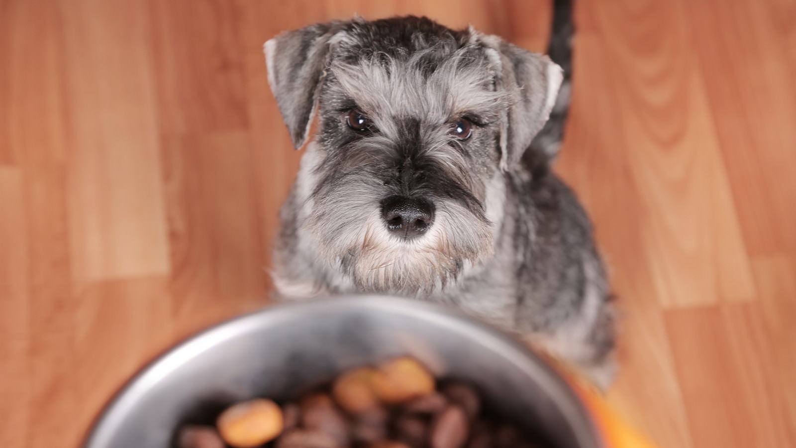 schnauzer: tutti i consigli per una corretta alimentazione