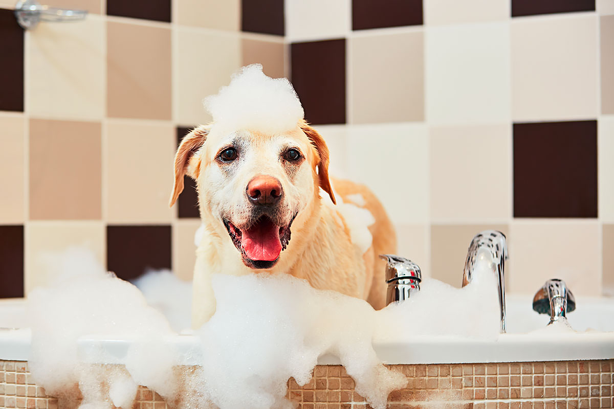 Ogni quanto si deve lavare un cane?