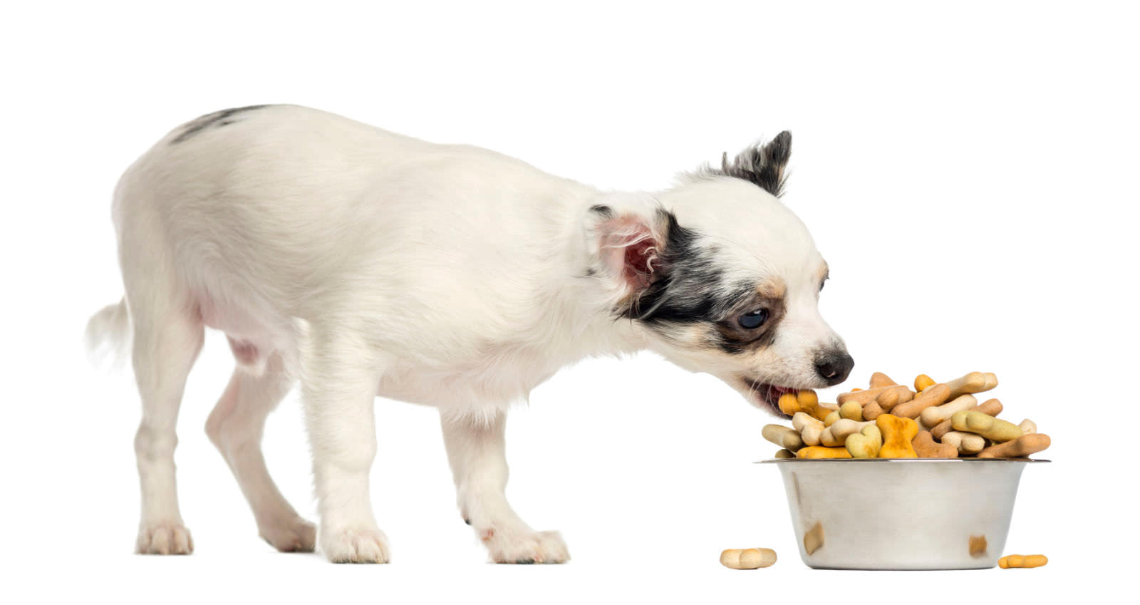 snacks per cani cuccioli