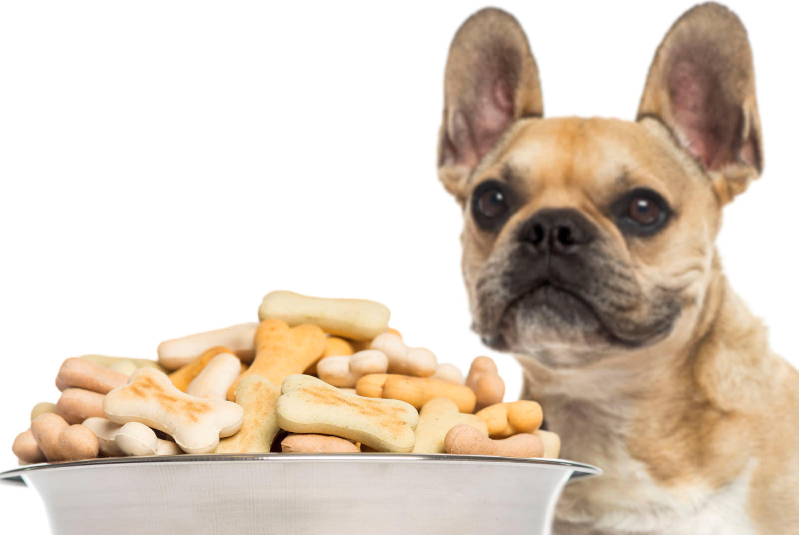 snacks per cani