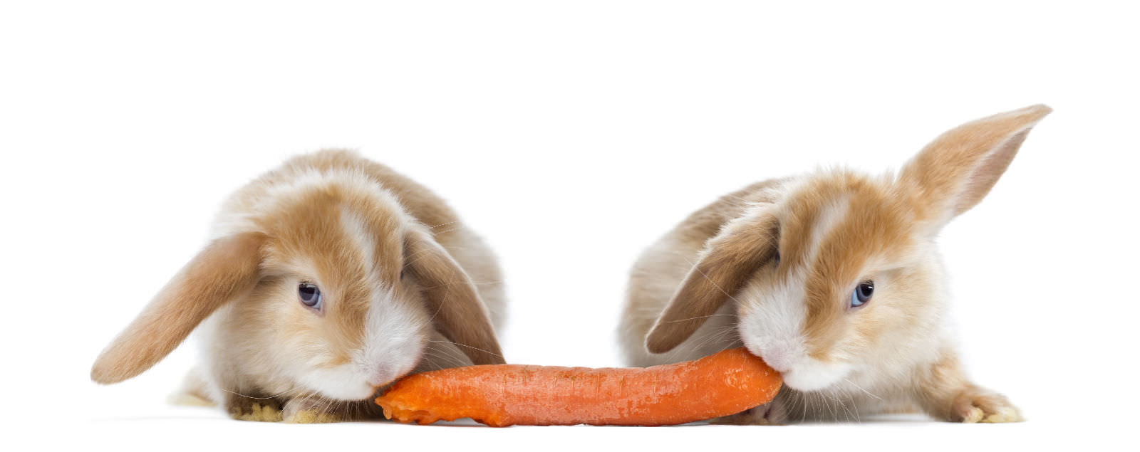 Conigli che mangiano le carote