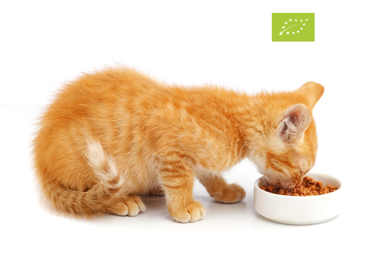 benefici del cibo biologico per gatti