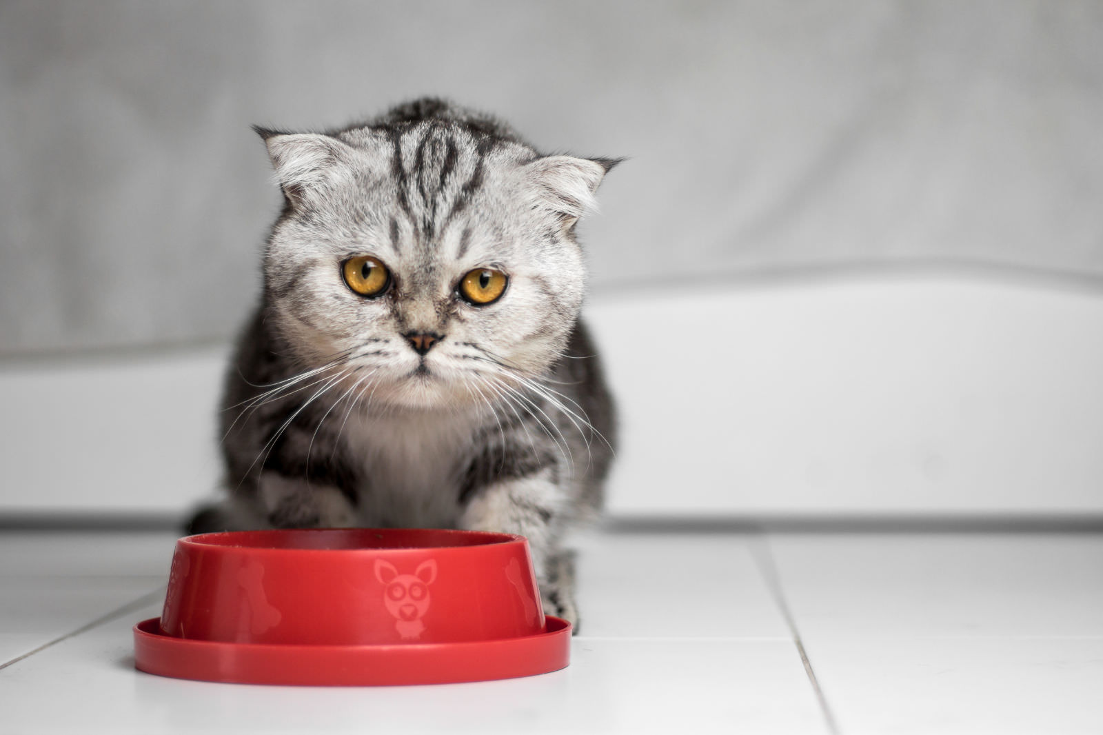 Cos'è il cibo biologico per gatti?