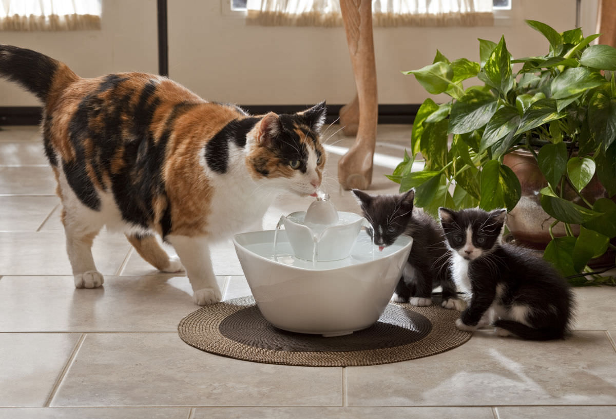Guida all'acquisto della migliore fontanella per il tuo gatto