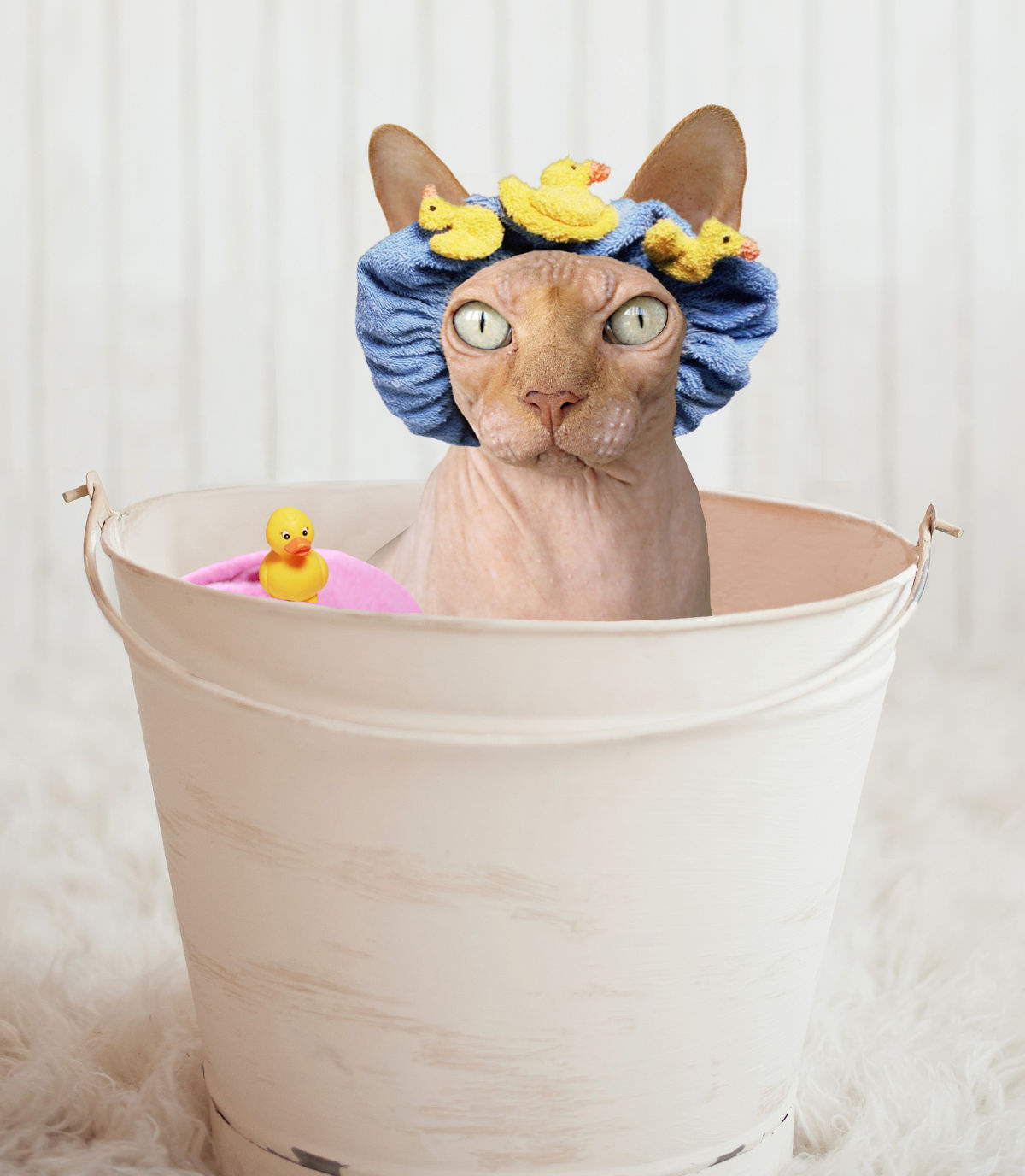 consigli per scegliere un buon shampoo per gatti