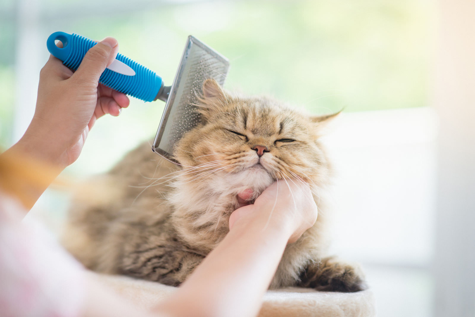 Le migliori spazzole per gatti