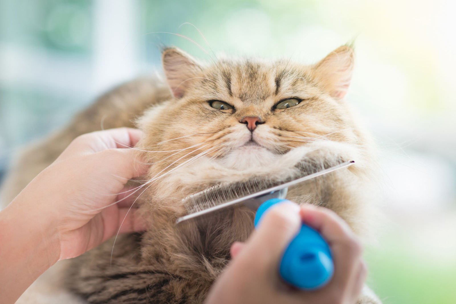 spazzolare un gatto è importante