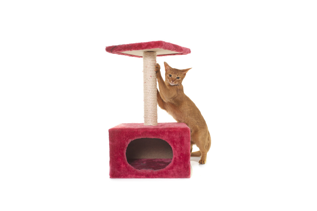 Tiragraffi Per Gatti Meikuler - Forma Fungo Con Corda Sisal Tiragraffi Gatti Fungo