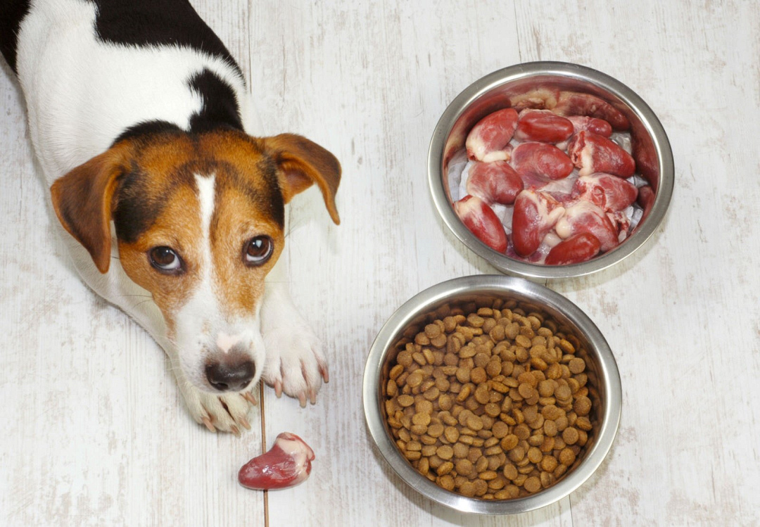 La giusta alimentazione per un cane che soffre di malattie del fegato