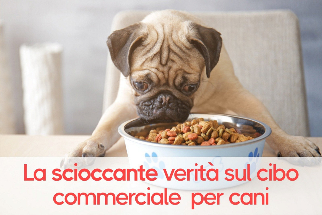 La scioccante verità sul cibo commerciale per cani