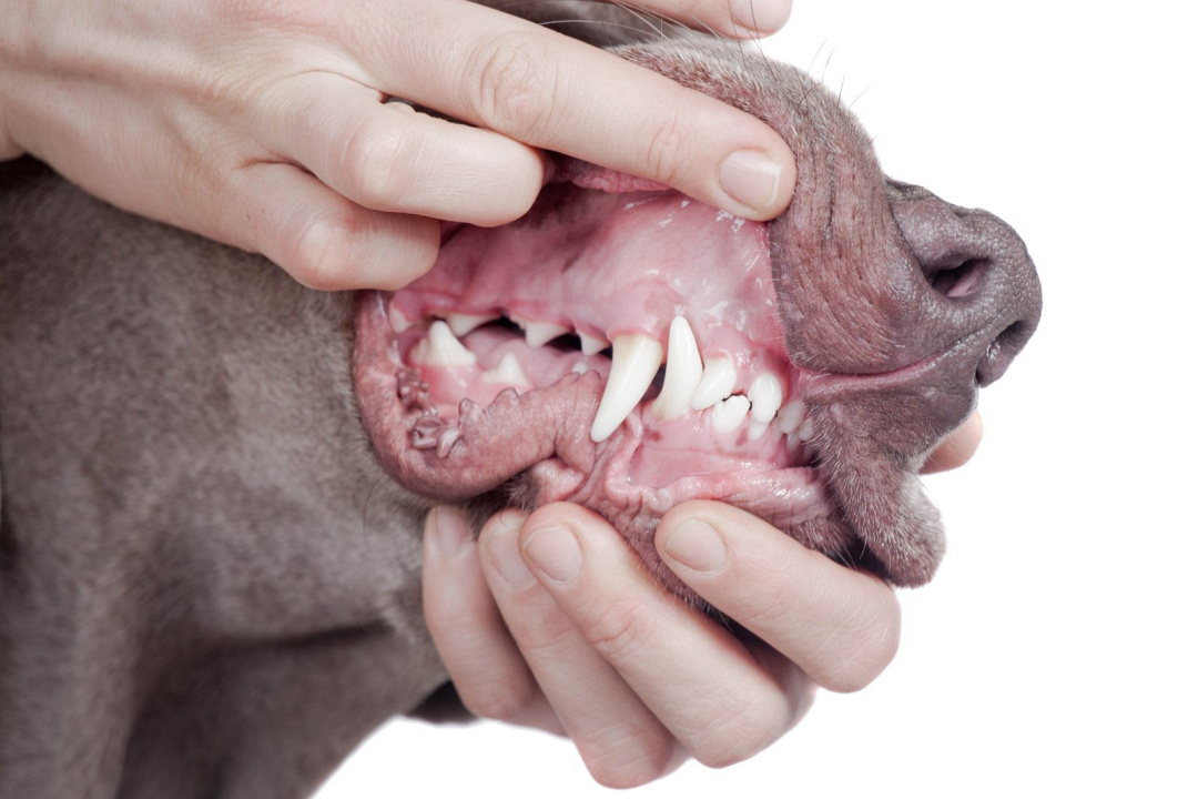10 consigli per prevenire e curare le malattie dentali nei cani