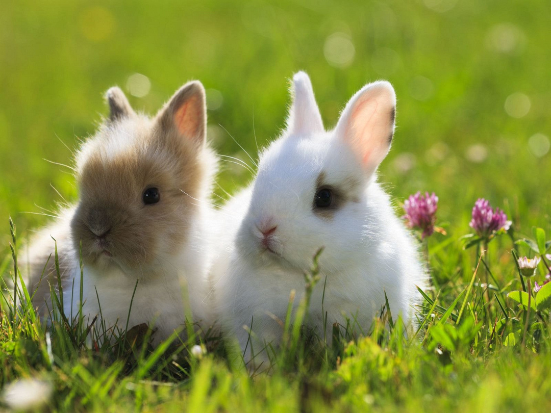 Coniglio nano: razze, salute e alimentazione corretta